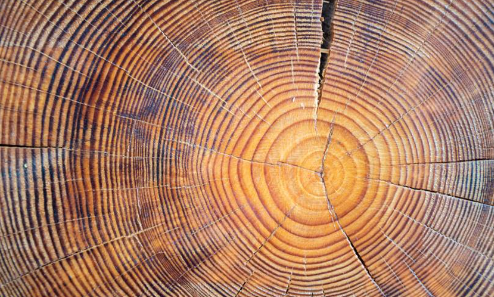 image of the cut face of a tree, with many rings emanating from a centre circle
